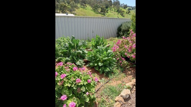 'FREEZE DRYING OUR HOME GROWN GREENS'