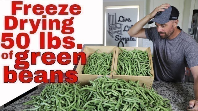 '50 lbs. of FREEZE DRIED GREEN BEANS-- Garden Grown'