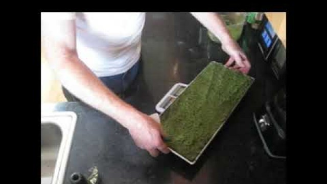 'Freeze Dried Pesto- Harvest Right Freeze Dryer'