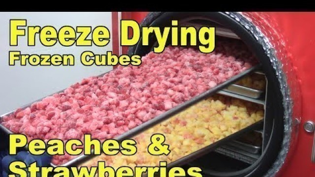 'Freeze Drying Frozen Strawberry and Peach Cubes'