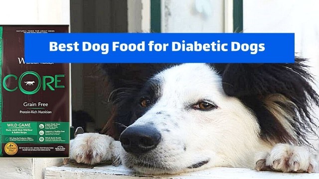 'Best Dog Food for Diabetic Dogs'