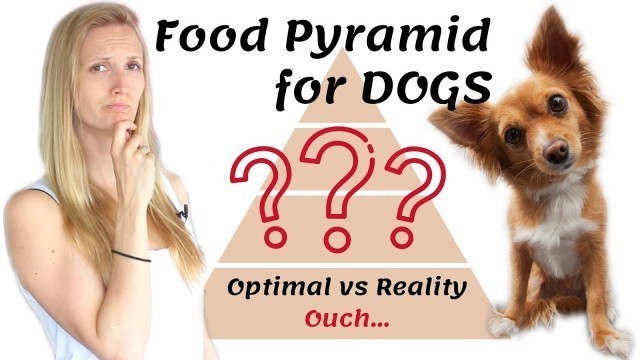 'Food Pyramid for DOGS - Optimal vs. Reality (Ouch… 