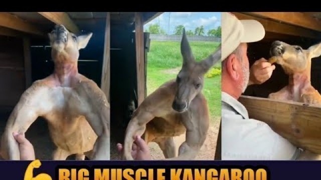 'Big muscle kangaroo | fitness lover