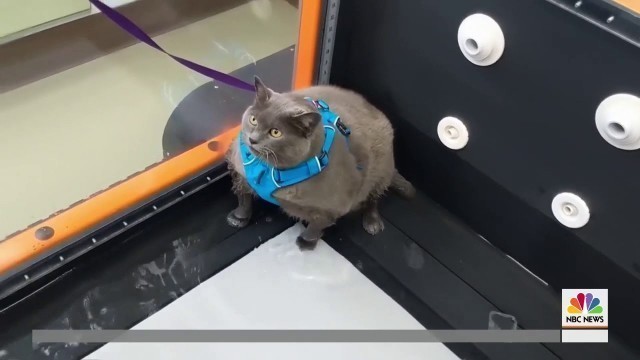 'Oasis News: Watch this chubby cat hit the Oasis - H2O For Fitness'