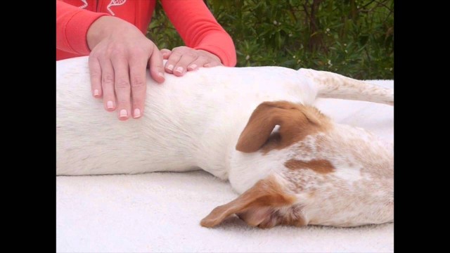 'Doggy Fitness Physio-Training - Passive Übungen für den Hund - Streichungen'