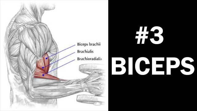 'Biceps | Stiinta din Spatele Antrenamentului #3'