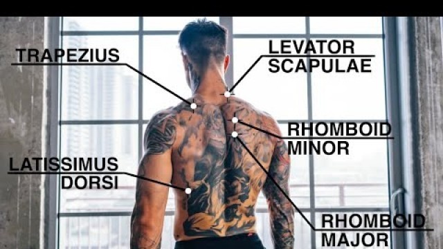 'Quick And Effective Back Workout | Pull-Ups Only'